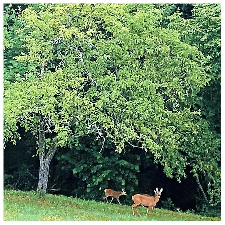 Casa Di Anita Casa vacanze Bedonia